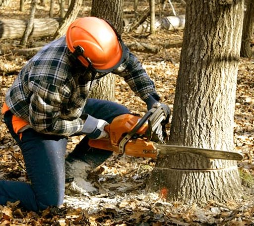 Tree Removal in Holbrook, NE